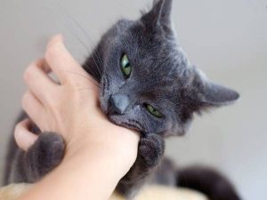 mơ thấy mèo đen cắn tay có ý nghĩa gì